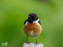 Stonechat - Kląskawka
